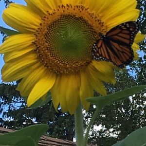 Meet your Posher, Dawn